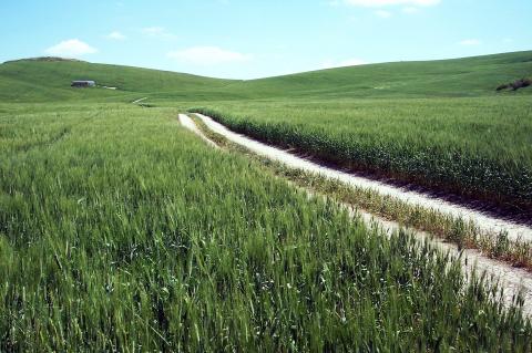 image Plantación de trigo verde