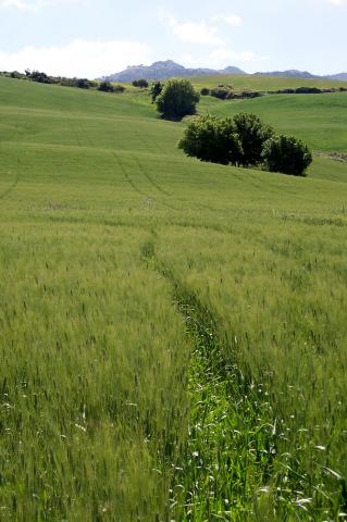 image Plantación de trigo verde