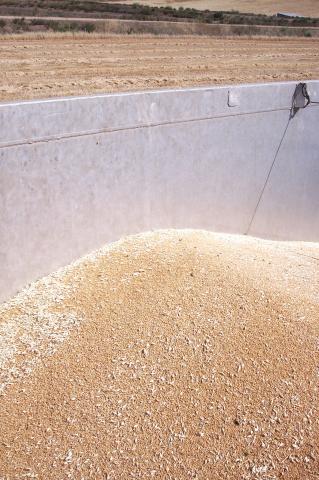 image Trigo en un camión