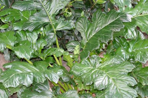 image Acanto (Acanthus mollis)