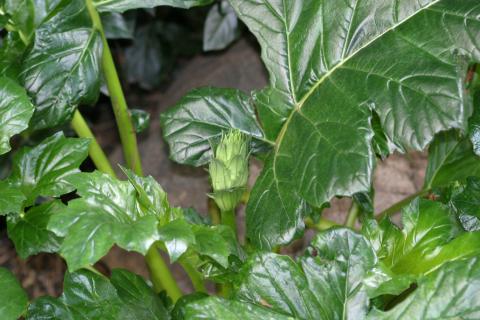 image Acanto (Acanthus mollis)