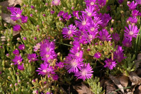 image Uña de gato (Drosanthemum hispidum)