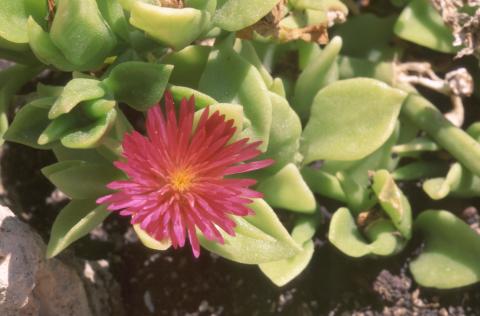 image Uña de gato (Aptenia cordifolia)