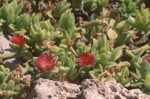 image Uña de gato (Aptenia cordifolia)