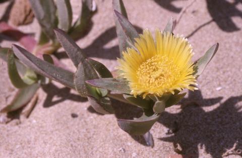 image Uña de gato (Carpobrotus edulis)