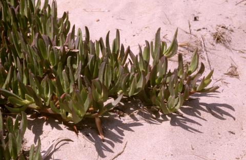 image Uña de gato (Carpobrotus edulis)