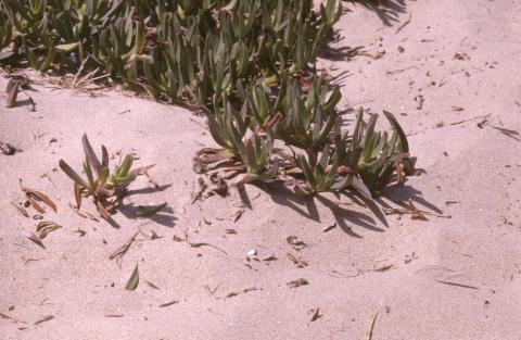 image Uña de gato (Carpobrotus edulis)