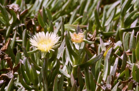 image Uña de gato (Carpobrotus edulis)