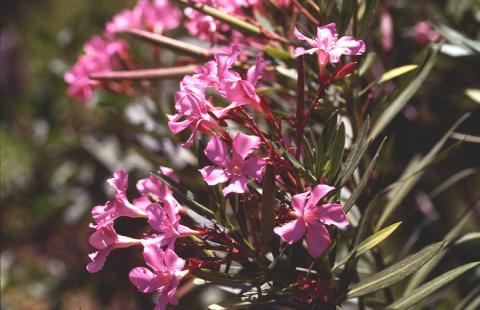image Adelfa (Nerium oleander)