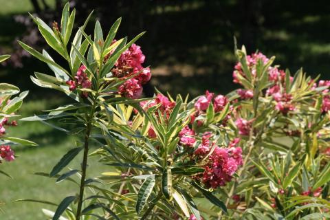 image Adelfa (Nerium oleander)