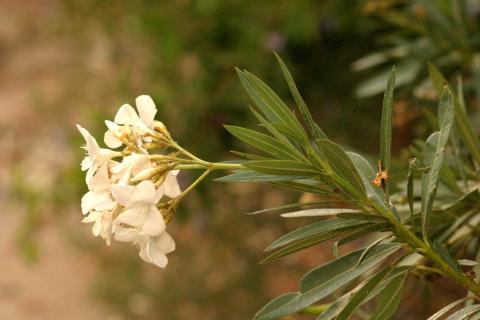 image Adelfa (Nerium oleander)