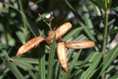 image Adelfa (Nerium oleander)