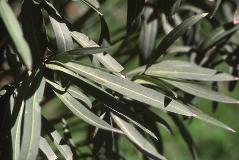 image Adelfa (Nerium oleander)
