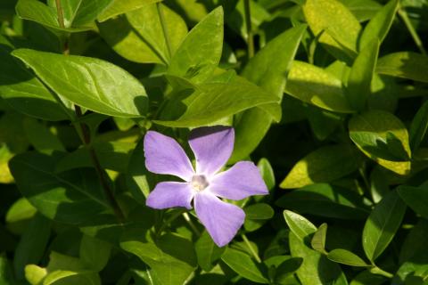 image Vinca - Hierba doncella (Vinca major)