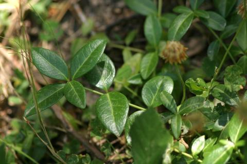 image Vinca - Hierba doncella (Vinca major)