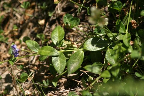 image Vinca - Hierba doncella (Vinca major)