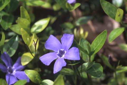 image Vinca - Hierba doncella (Vinca major)