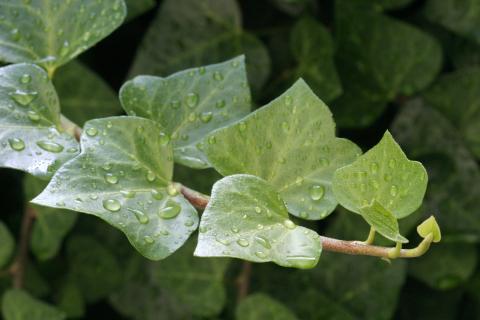 image Hiedra (Hedera helix)