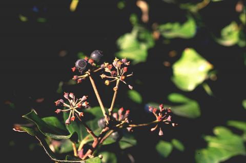 image Hiedra (Hedera helix)