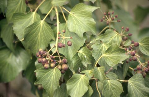 image Hiedra (Hedera helix)