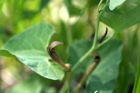 image Aristoloquia oscura (Aristolochia pistolochia)