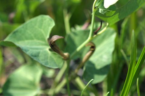 image Aristoloquia oscura (Aristolochia pistolochia)