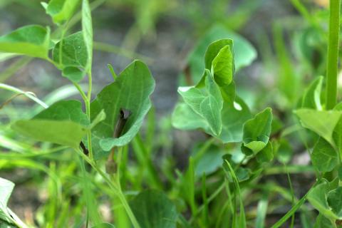 image Aristoloquia oscura (Aristolochia pistolochia)