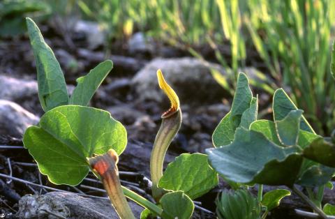 image Aristoloquia amarilla o Candilicos (Aristolochia paucinervis)