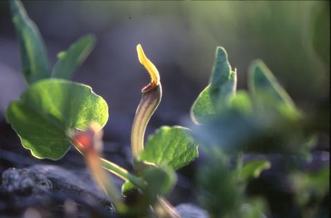 image Aristoloquia amarilla o Candilicos (Aristolochia paucinervis)