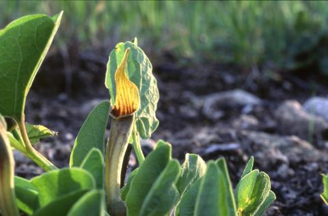 image Aristoloquia amarilla o Candilicos (Aristolochia paucinervis)