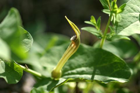image Aristoloquia amarilla o Candilicos (Aristolochia paucinervis)
