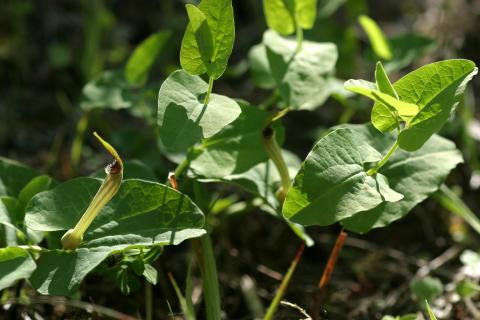 image Aristoloquia amarilla o Candilicos (Aristolochia paucinervis)