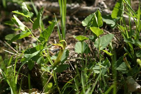 image Aristoloquia amarilla o Candilicos (Aristolochia paucinervis)