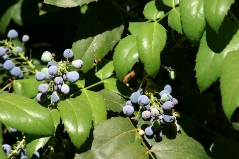 image Uva de Oregón o Mahonia (Mahonia aquifolium)