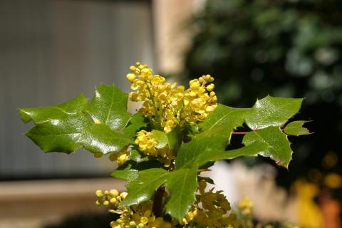 image Uva de Oregón o Mahonia (Mahonia aquifolium)