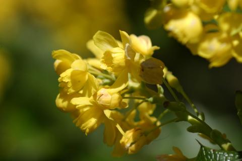 image Uva de Oregón o Mahonia (Mahonia aquifolium)