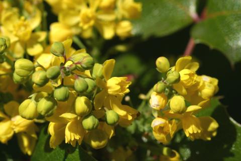 image Uva de Oregón o Mahonia (Mahonia aquifolium)