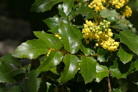 image Uva de Oregón o Mahonia (Mahonia aquifolium)