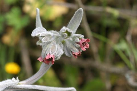 image Viniebla (Cynoglossum cheirifolium)