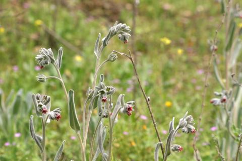 image Viniebla (Cynoglossum cheirifolium)