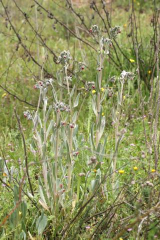 image Viniebla (Cynoglossum cheirifolium)