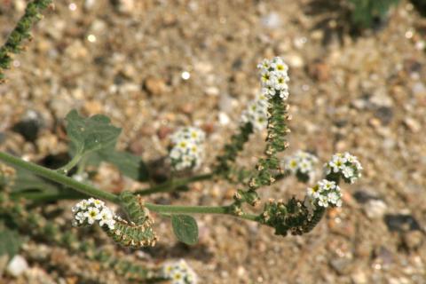 image Verrucaria o Verruguera (Heliotropium europaeum)