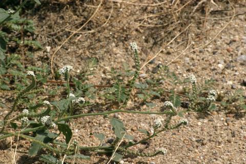 image Verrucaria o Verruguera (Heliotropium europaeum)