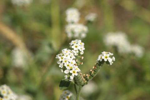 image Verrucaria o Verruguera (Heliotropium europaeum)