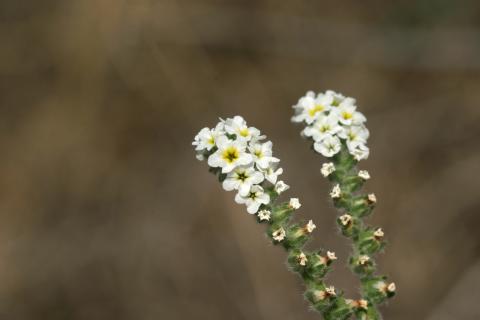 image Verrucaria o Verruguera (Heliotropium europaeum)