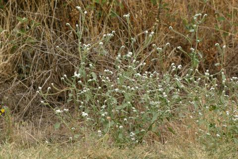 image Verrucaria o Verruguera (Heliotropium europaeum)