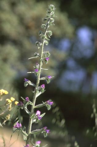image Viborera (Echium sp.)