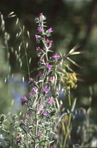 image Viborera (Echium sp.)