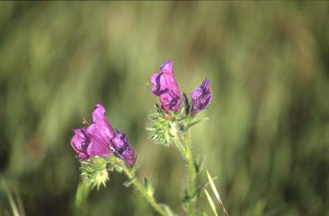 image Viborera (Echium plantagineum)