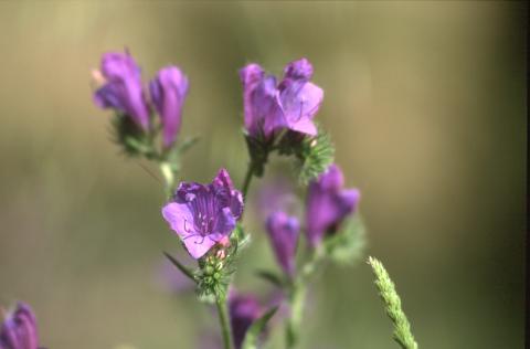 image Viborera (Echium plantagineum)
